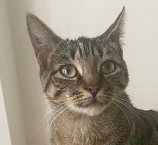 Mixed Breed cats Perfect Cat Meowleen about 1 year old  - Advert 1