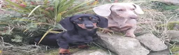 Miniature Dachshund dogs for sale: Miniature dachshund puppies  in Whitby - Advert 2
