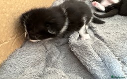 Turkish Van cats for sale: Black and white kittens last boy left  - Image 9