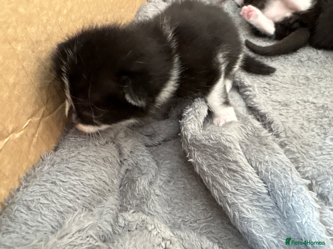 Turkish Van cats for sale: Black and white kittens last boy left  - Image 9