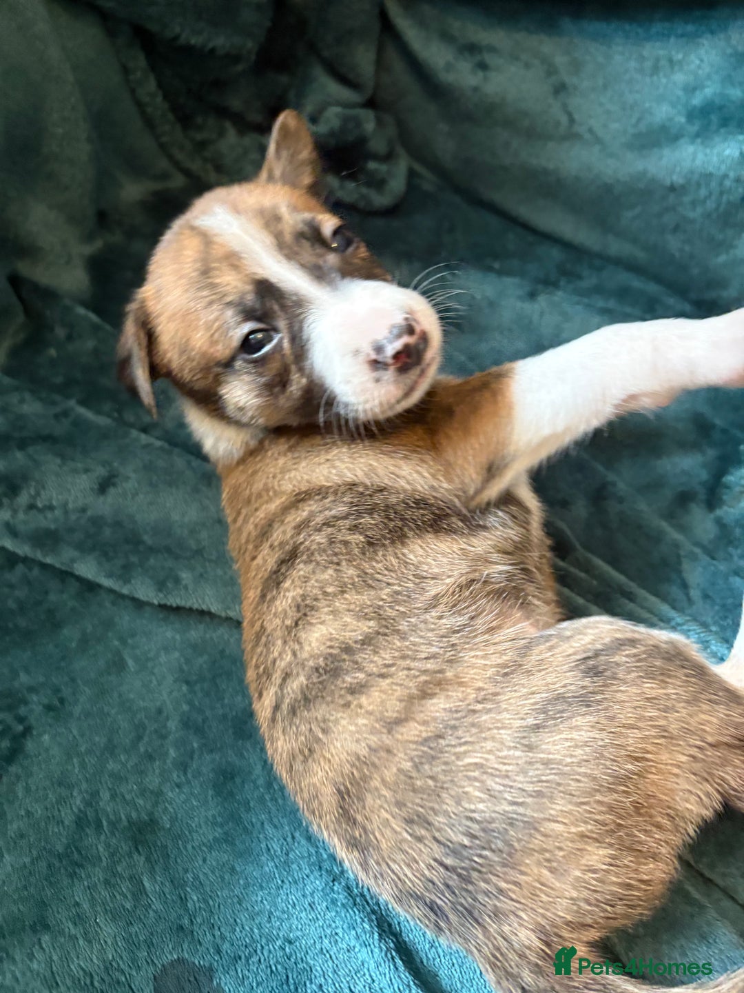 Mixed Breed dogs for sale: Beautiful whippet cross labrador(collie) puppies  - Image 20