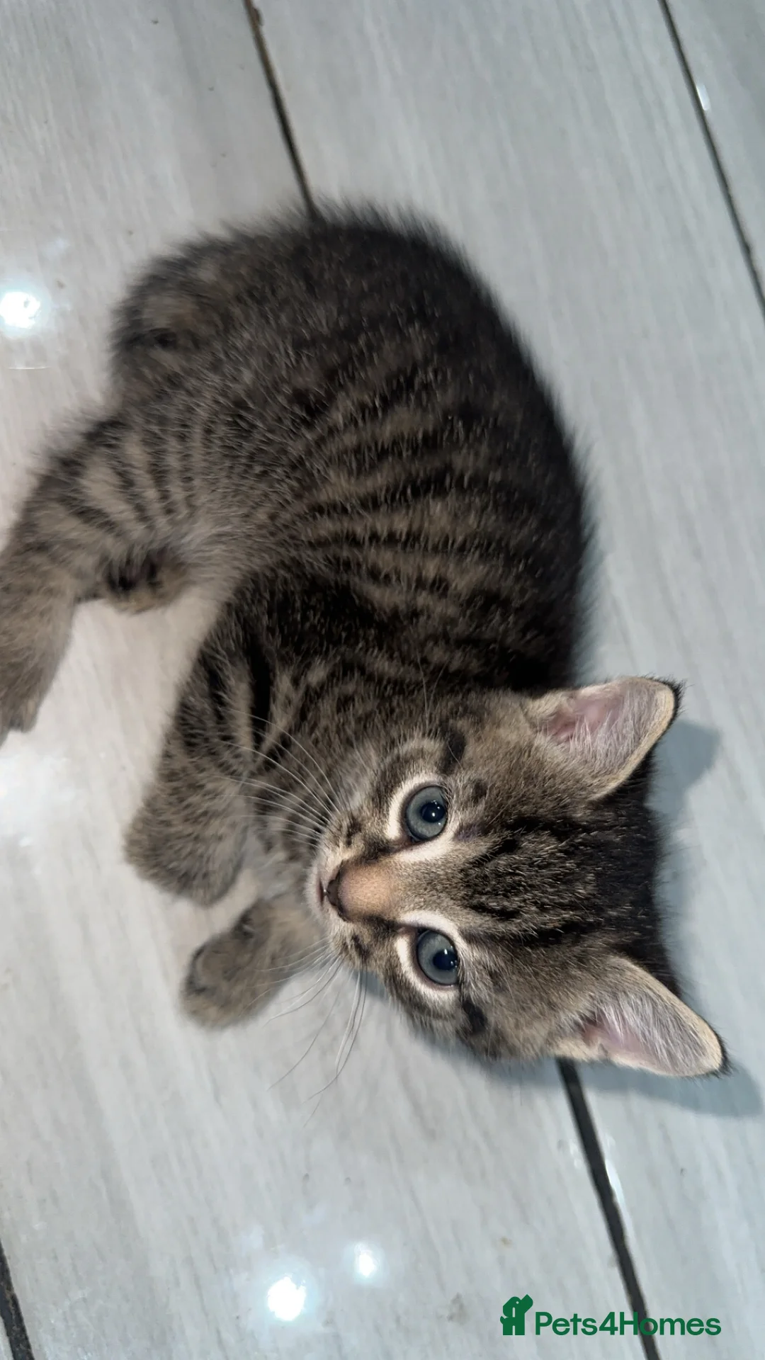 Domestic Shorthair cats for sale: Adorable tabby kittens and black kittens  - Advert 13