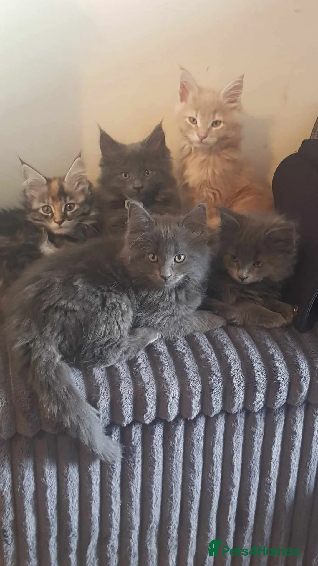 Maine Coon cats for sale: 5 beautiful maine coon ready to go - Advert 2