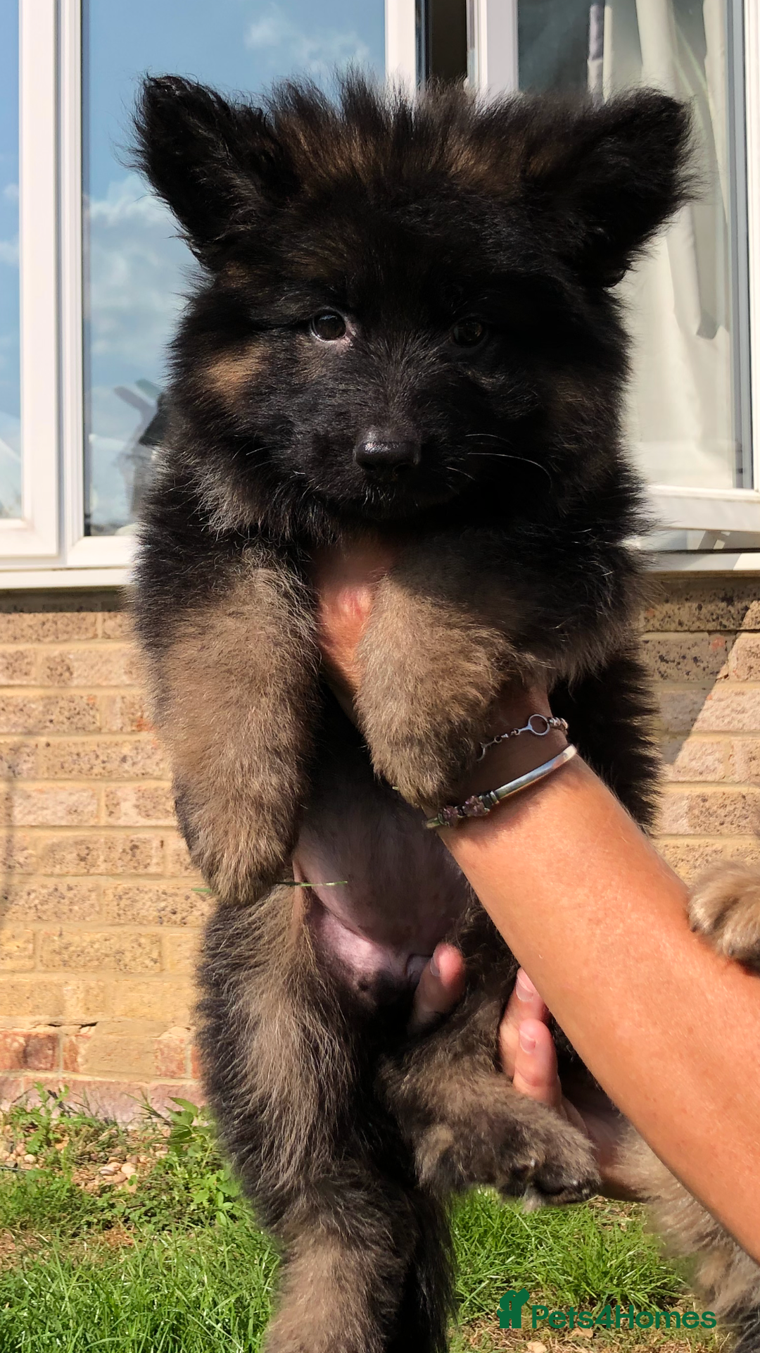 German Shepherd dogs for sale:  kc health tested long haired German shepherd pups - Image 19