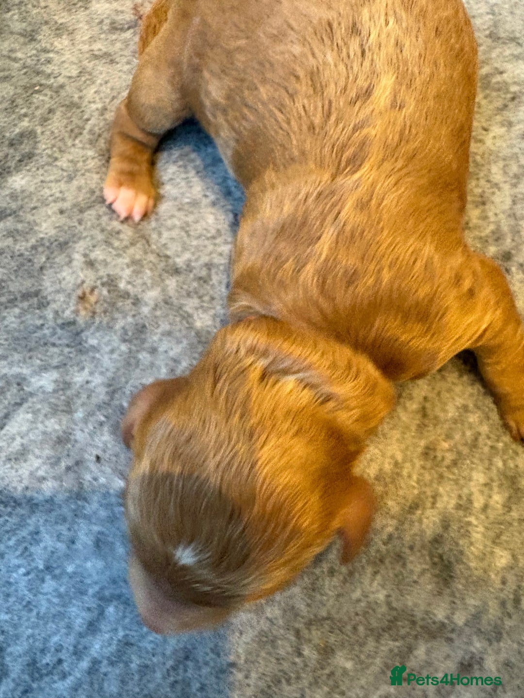 Cockapoo dogs for sale: Red, Chocolate and Merle Cockapoo Puppies - Image 7