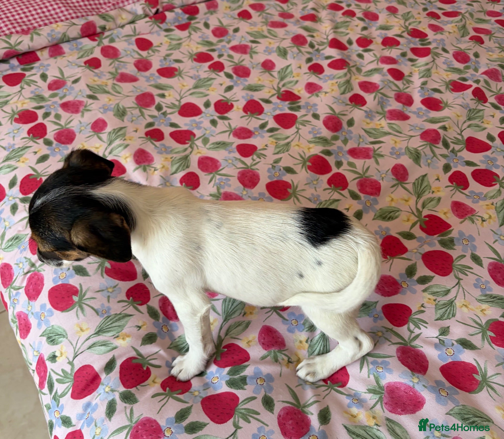 Jack Russell dogs Full breed jack russells 1 girl left !!! - Advert 2