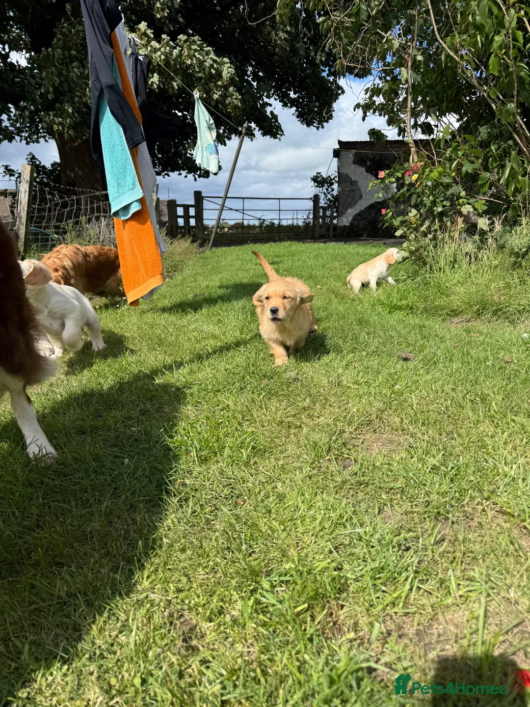Golden Retriever dogs for sale: Golden Retriever Puppies  - Advert 29