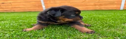 Rottweiler dogs for sale: KC Registered German Line Rottweiler Puppies 🐾🐾 - Advert 19