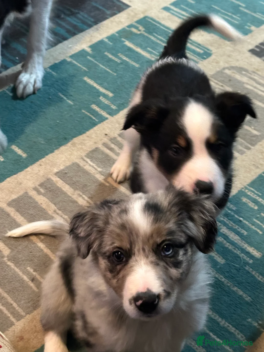 Border Collie dogs for sale: Beautiful Border Collies - Advert 4