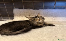 Maine Coon cats for sale: 3 Stunning Maine Coon Boys Ready To Go Now!!! - Image 6