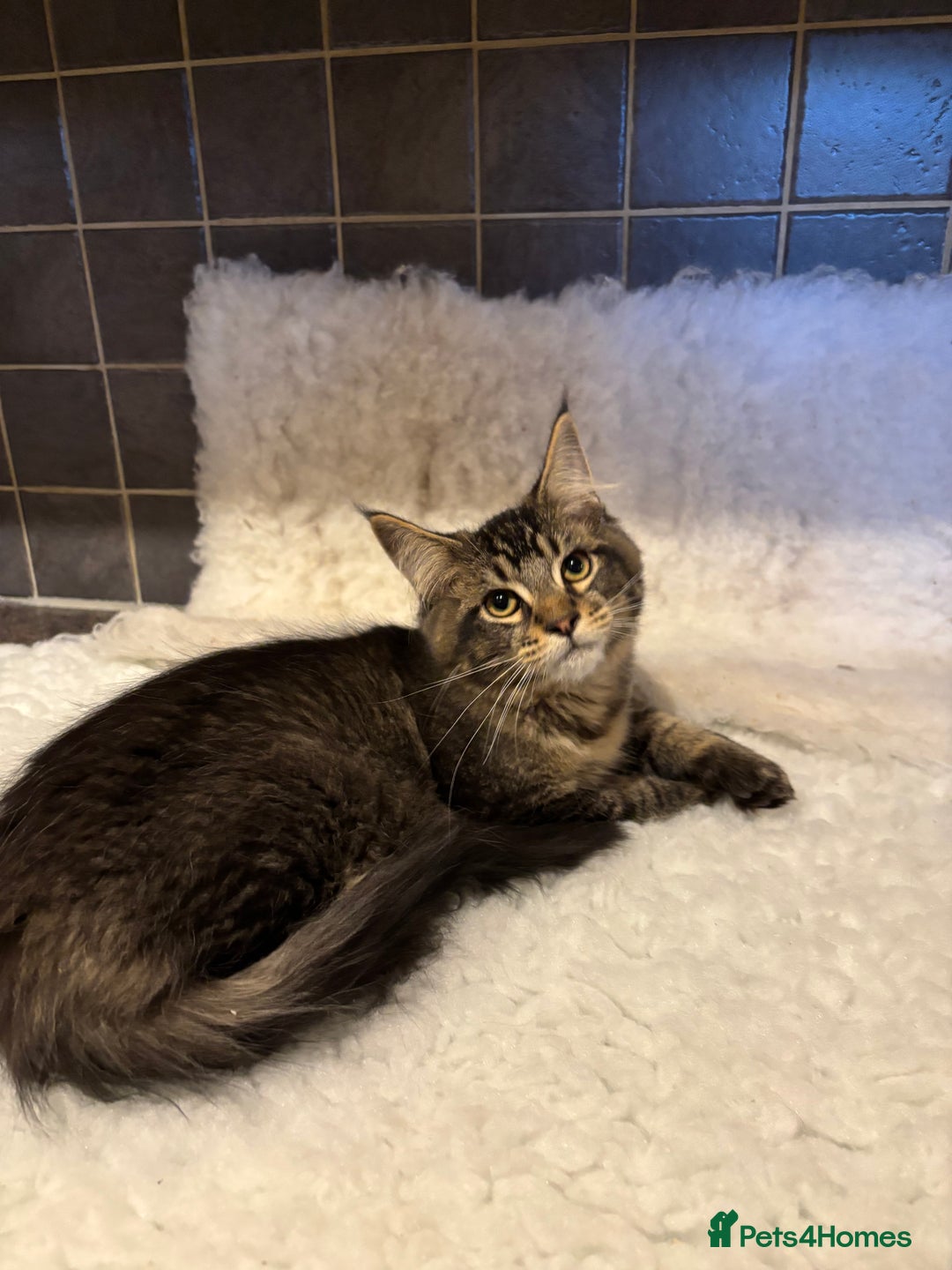 Maine Coon cats for sale: 3 Stunning Maine Coon Boys Ready To Go Now!!! - Image 6