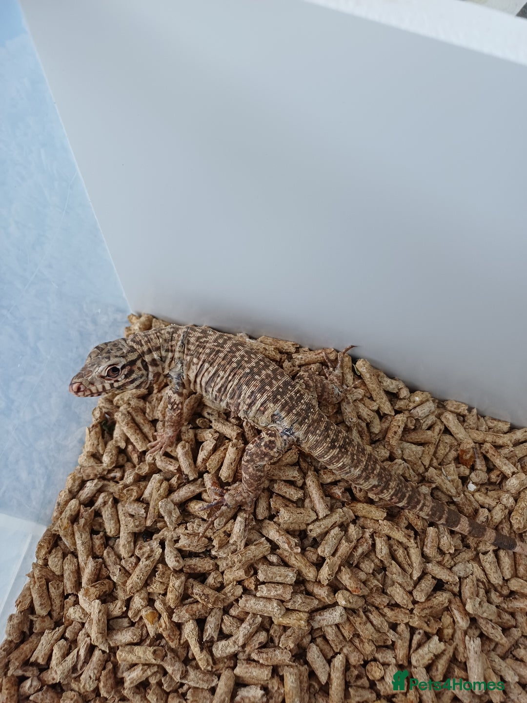 Lizard reptiles for sale: Red tegu  - Advert 9