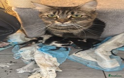 Mixed Breed cats for sale: 3 kittens for sale - Image 4