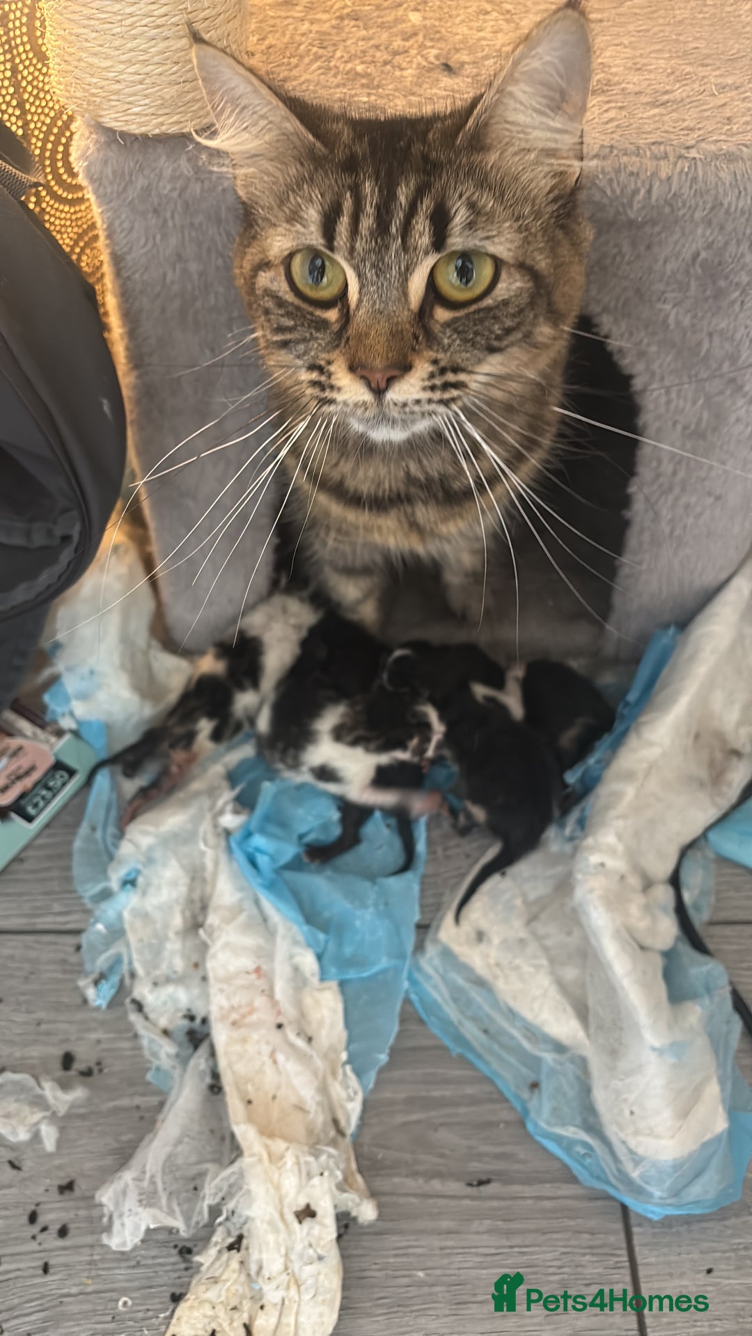 Mixed Breed cats for sale: 3 kittens for sale - Image 4