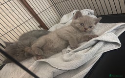 British Shorthair cats for sale: Rainbow litter 🤩🤩💕💕🌈🌈 - Image 10