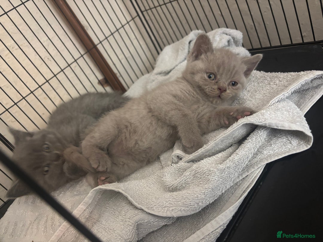 British Shorthair cats for sale: Rainbow litter 🤩🤩💕💕🌈🌈 - Image 10