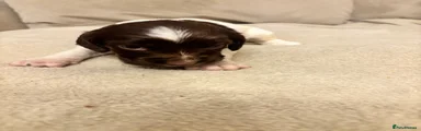 English Springer Spaniel Puppy 7