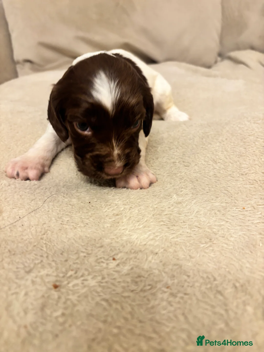 English Springer Spaniel dogs for sale: English springer spaniel puppies - Advert 33