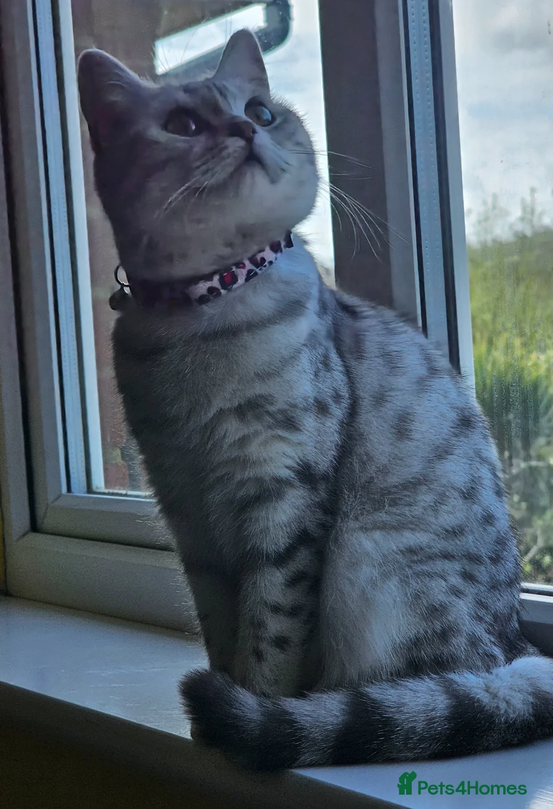 British Shorthair cats for sale: Stunning (Inside & Out) Silver British Shorthair - Advert 2