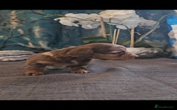 Dachshund dogs for sale: Dachshund  - Image 5