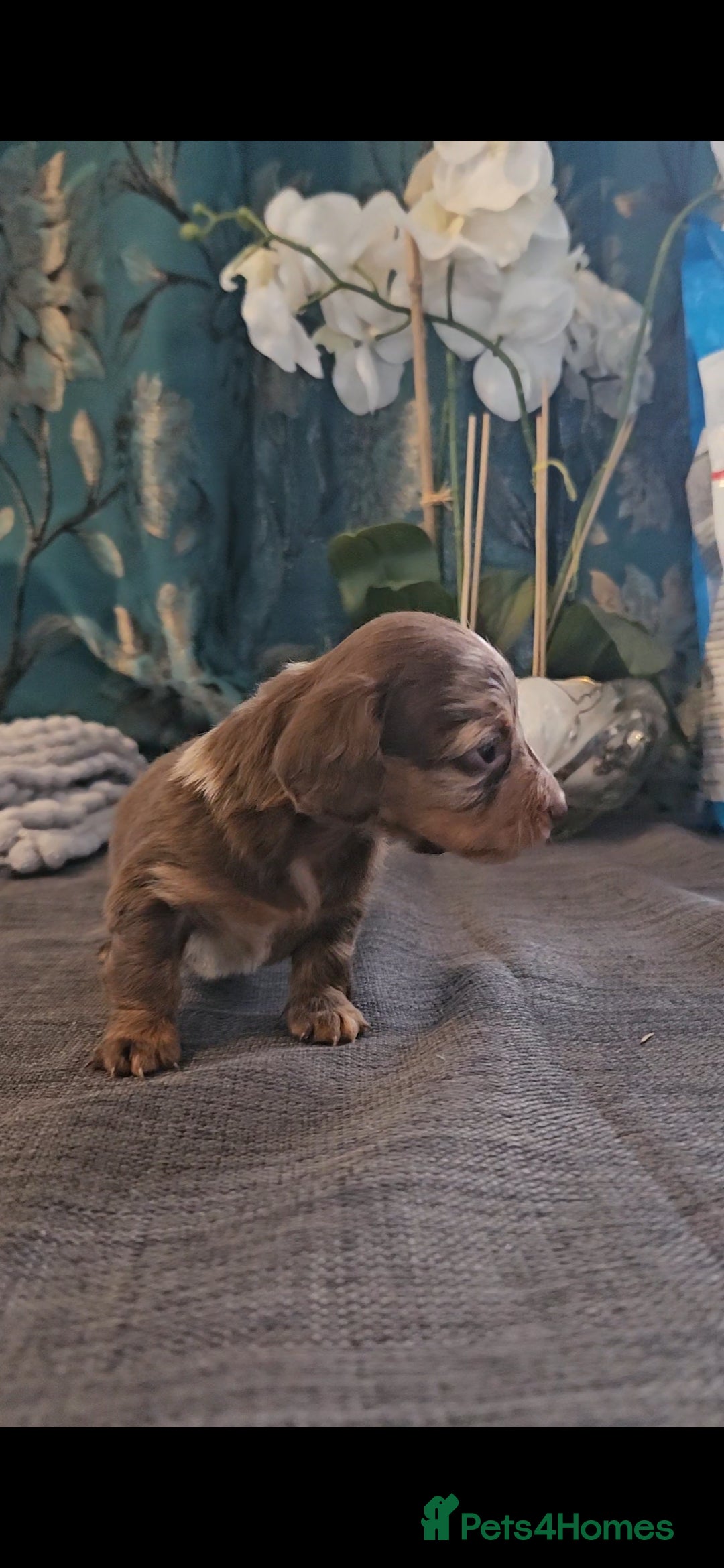 Dachshund dogs for sale: Dachshund  - Image 5