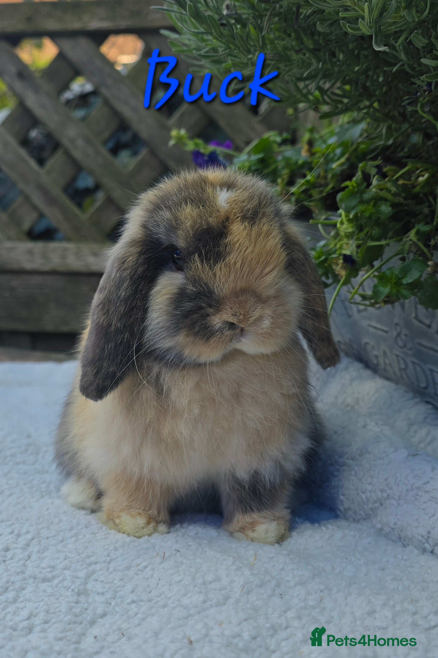 Mini Lop rabbits Beautiful mini lops girls and boys - Advert 2