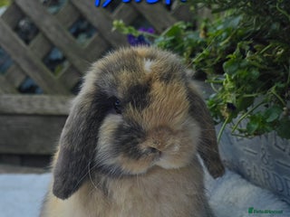 Mini Lop rabbits Beautiful mini lops girls and boys - Advert 2