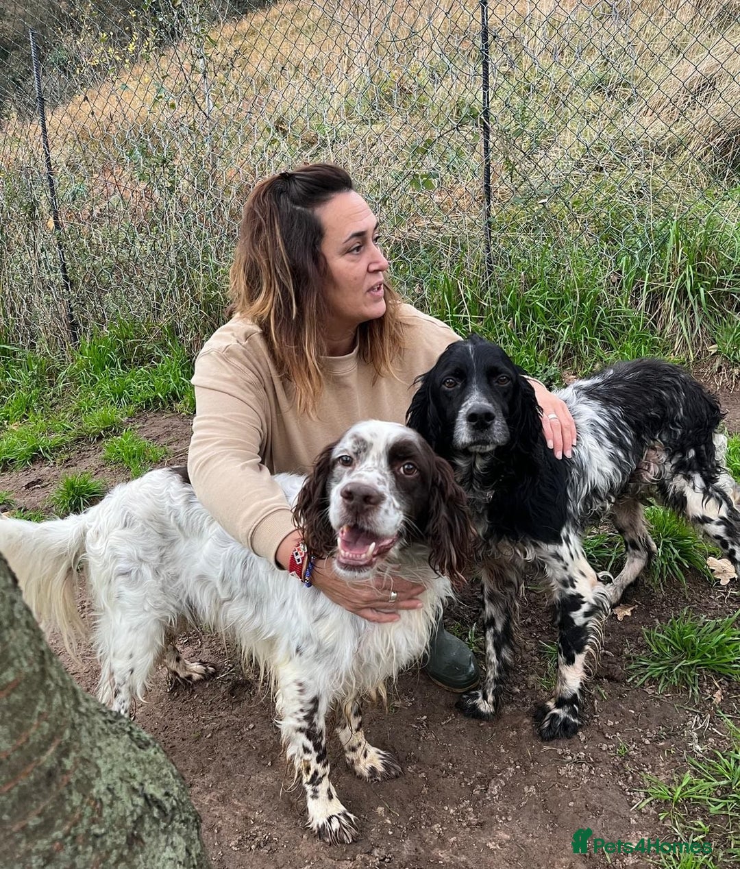 English Setter dogs for adoption: Ken   - Advert 5