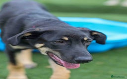 Mixed Breed dogs for adoption: Sweet Stella - reserved - Advert 3