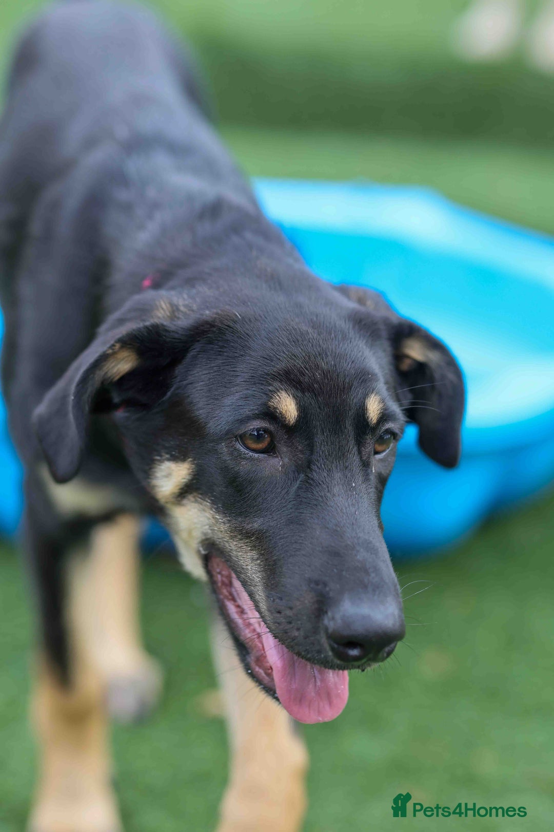 Mixed Breed dogs for adoption: Sweet Stella - reserved - Advert 3