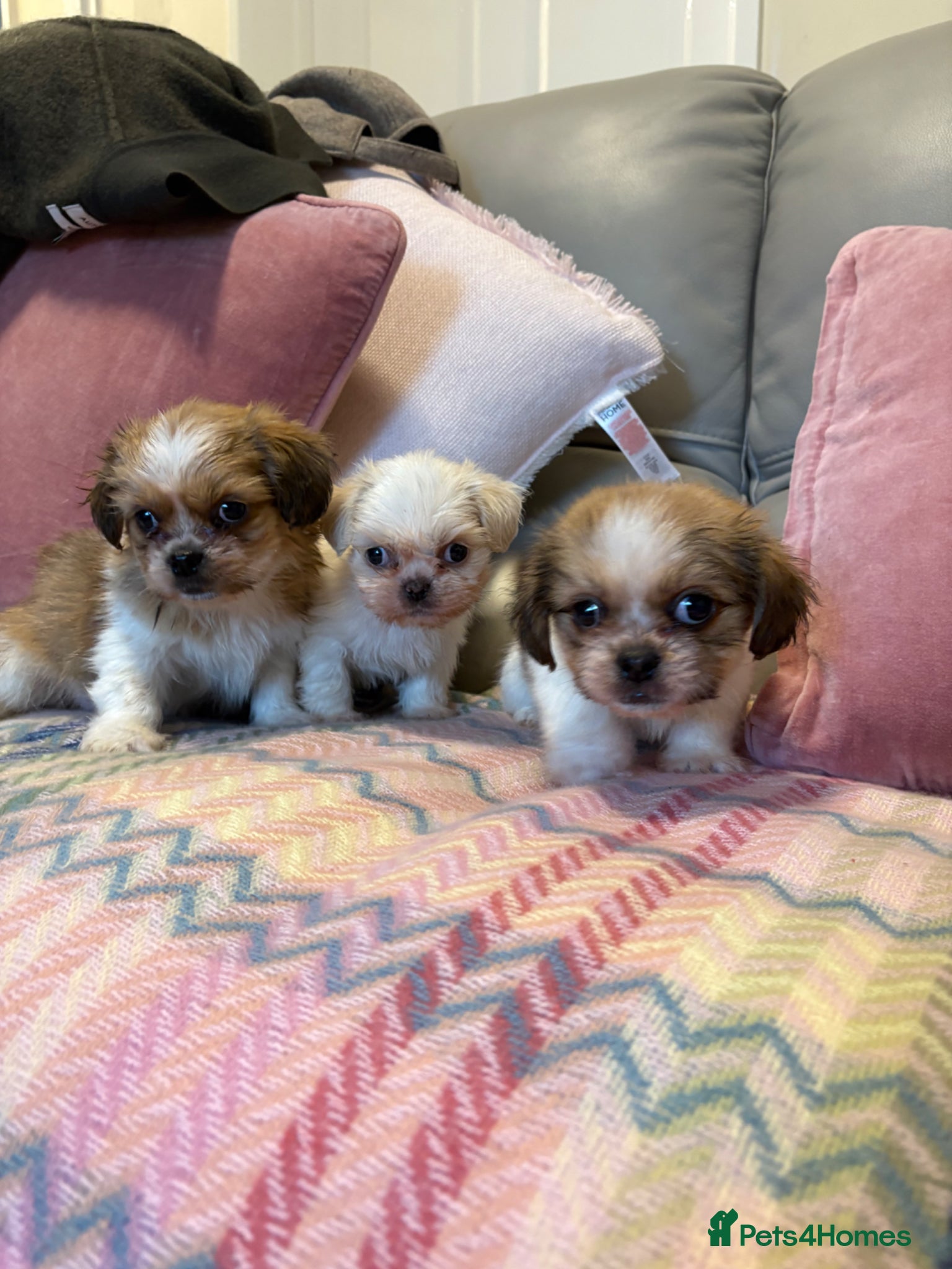 Shih Tzu dogs Stunning shihzu - Advert 7
