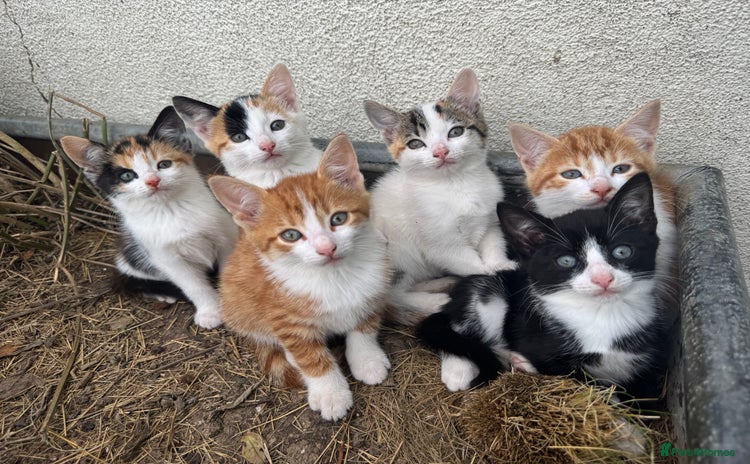 Mixed Breed cats - Advert 2
