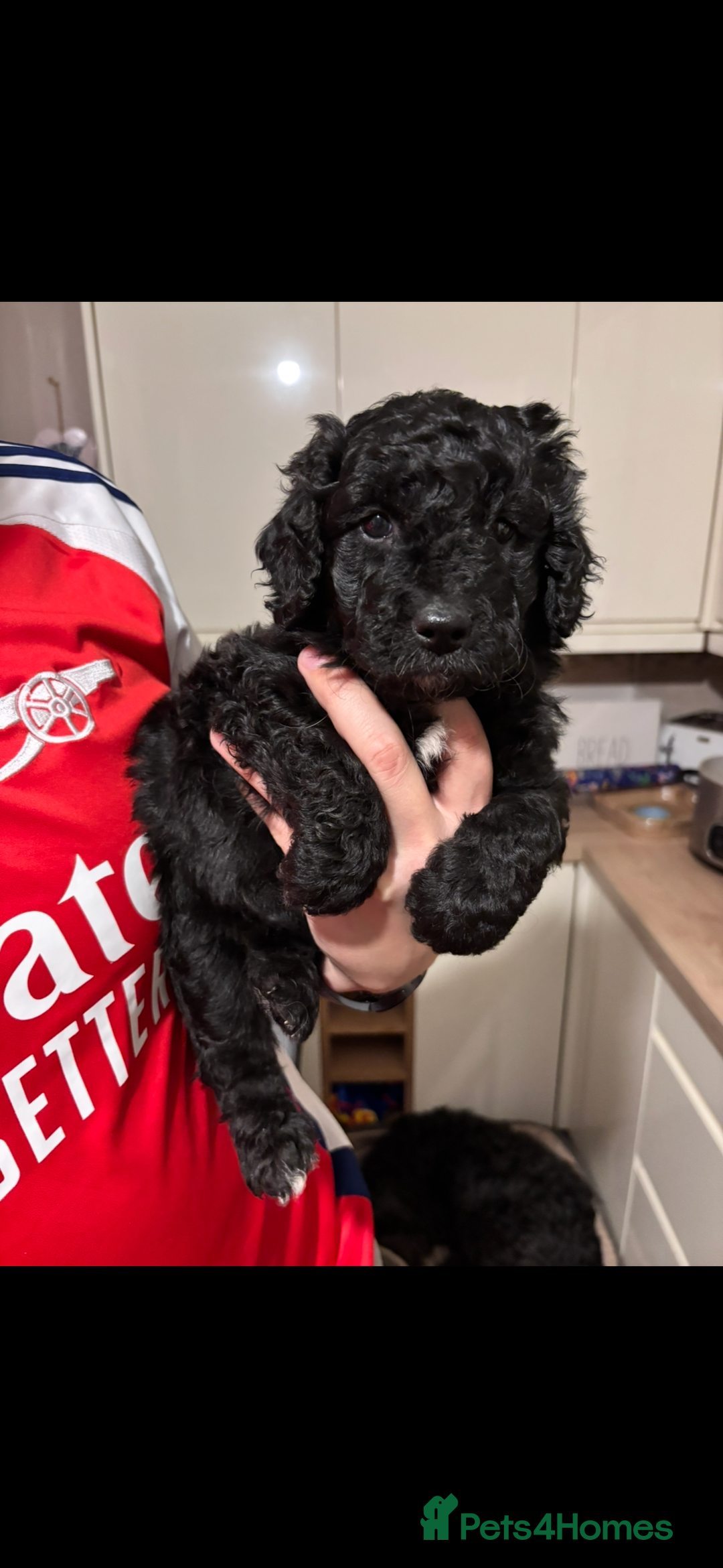 Bordoodle dogs for sale: Beautiful border collie x miniature poodle puppies - Image 4