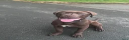 Bandog dogs for sale: WORKING BANDOG (EXPERIENCED OWNERS ONLY!) - Advert 7