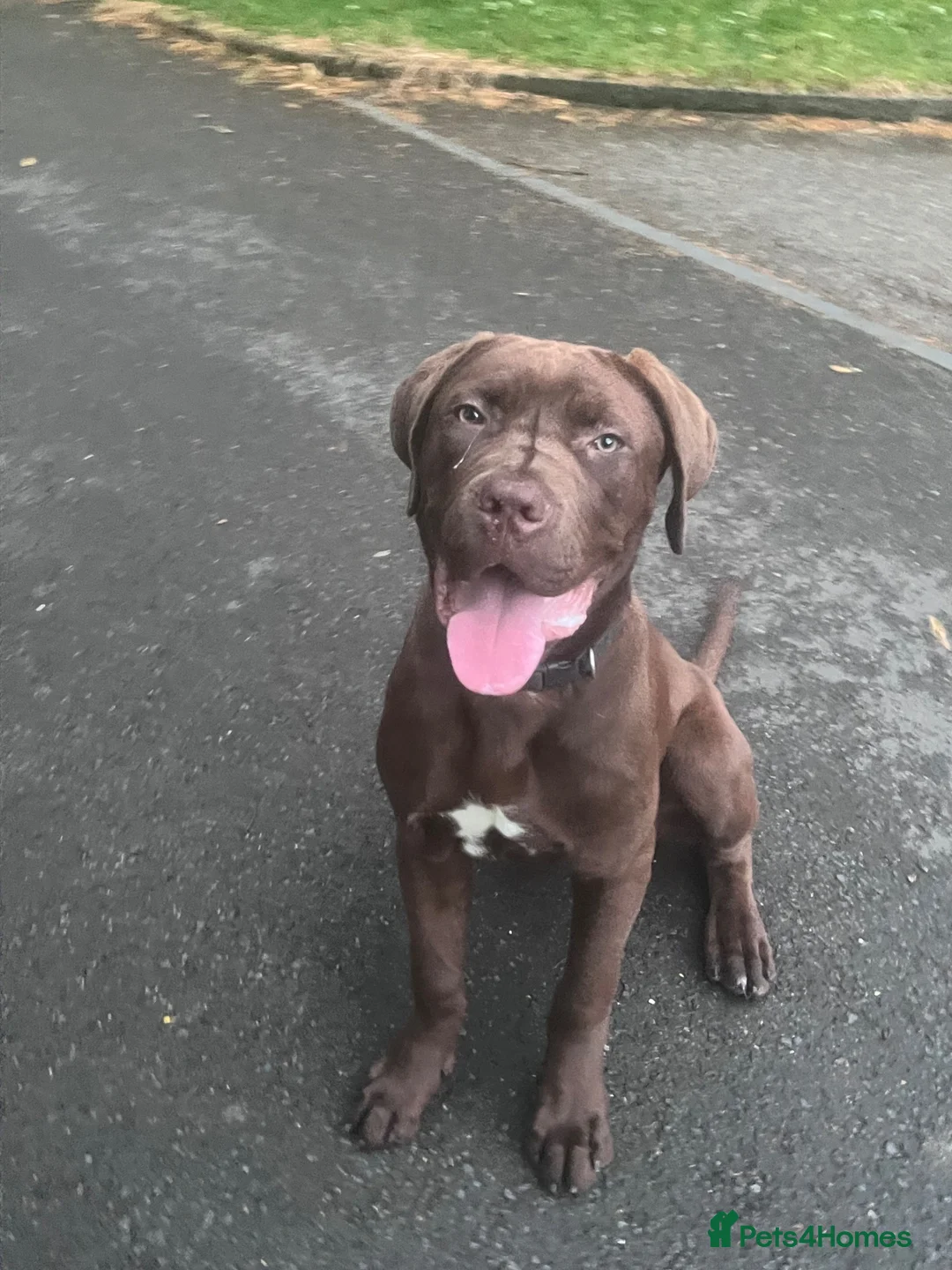Bandog dogs for sale: WORKING BANDOG (EXPERIENCED OWNERS ONLY!) - Advert 7