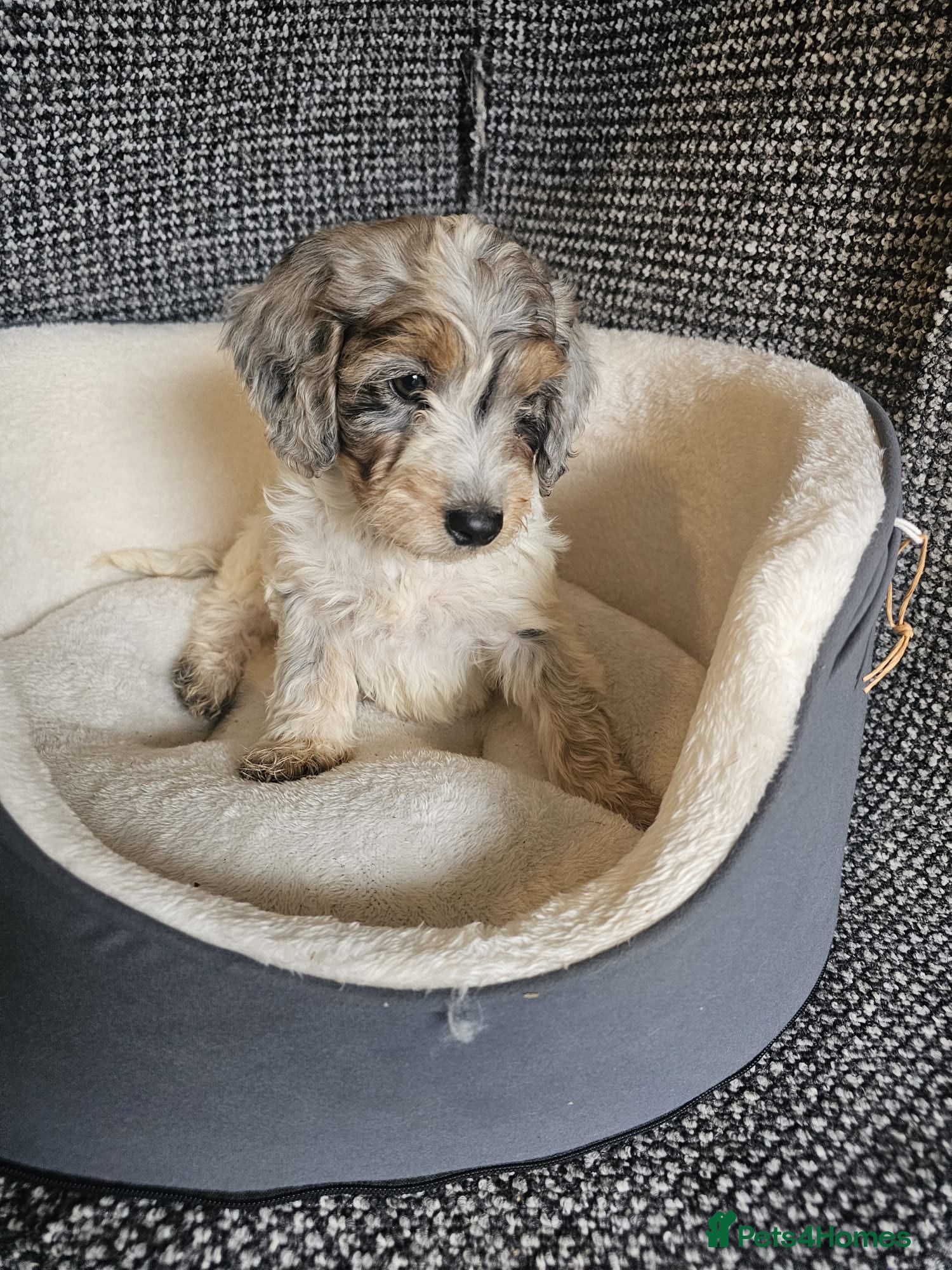 Cockapoo dogs Cockerapoo puppies merle F1 - Advert 7