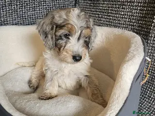 Cockapoo dogs Cockerapoo puppies merle F1 - Advert 7