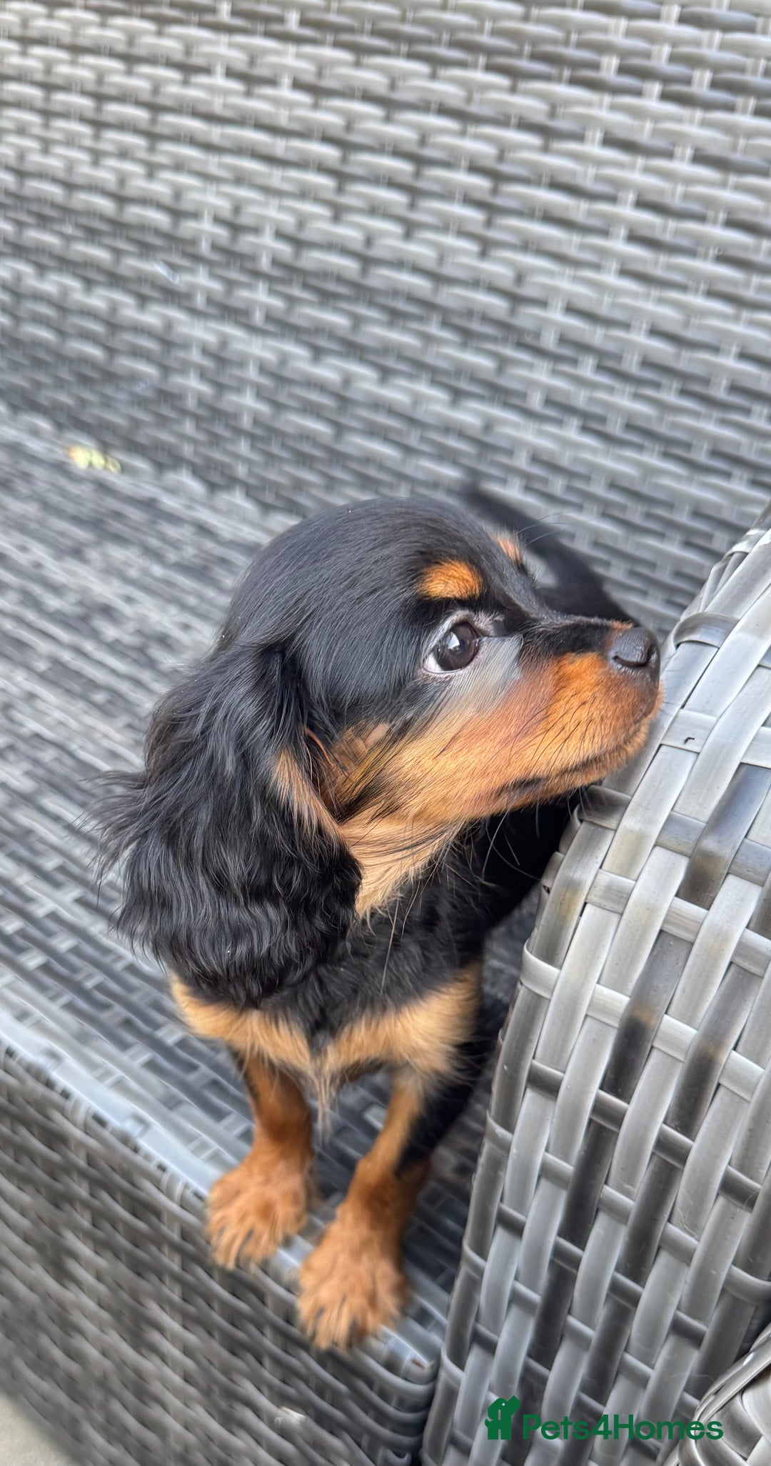 Cavapoo dogs for sale: Cavapoo rare black &tan health tested  - Image 7