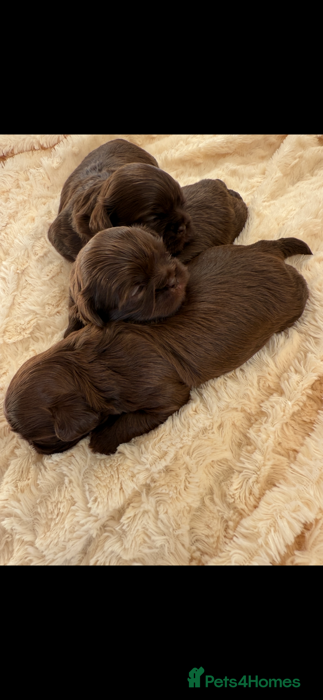 Shih Tzu dogs IMPERIAL CHOCOLATE SHIHTZU. - Advert 9