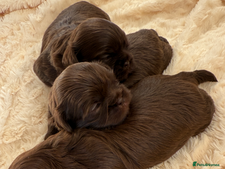 Shih Tzu dogs IMPERIAL CHOCOLATE SHIHTZU. - Advert 11