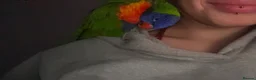 Lorikeets birds for sale: Female Rainbow Lorikeet - Advert 6