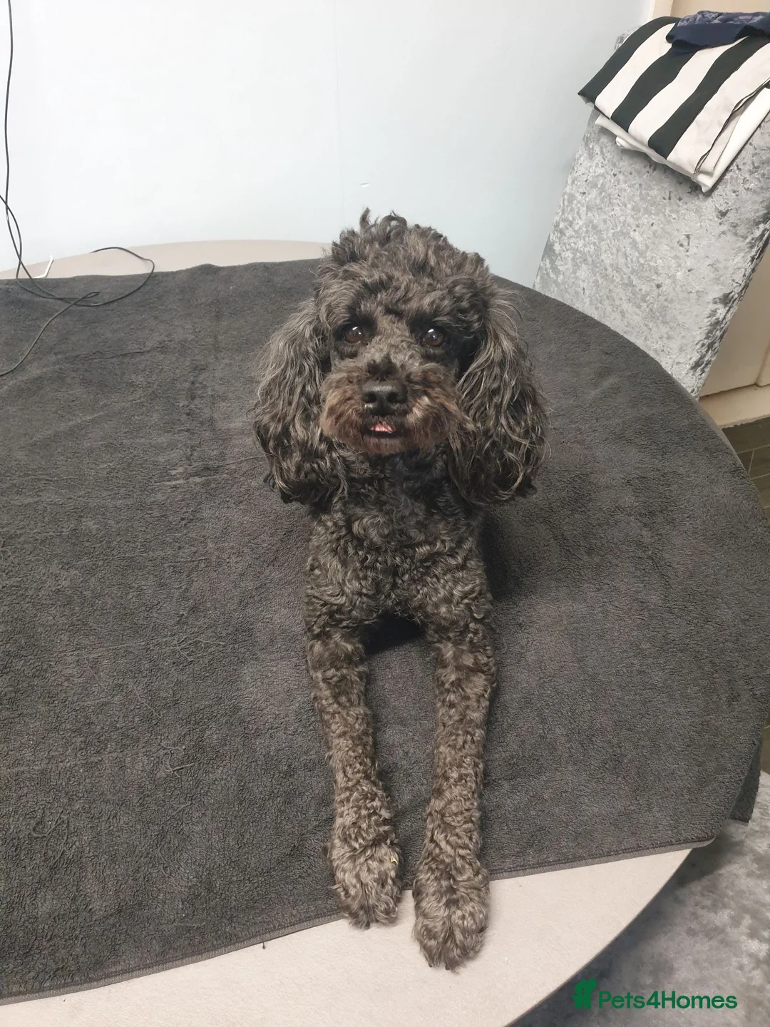Toy Poodle dogs for sale: Last boy all black  in Hull - Advert 2