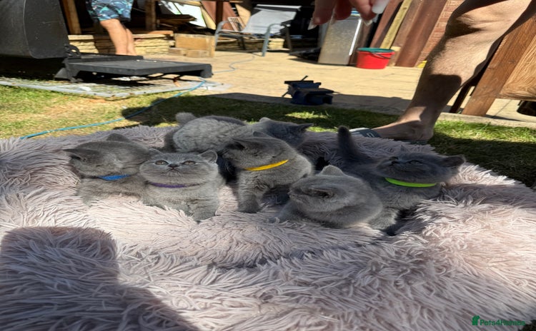 British Shorthair cats - Advert 13