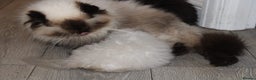 Persian cats for sale: Beautiful Female Kittens Ready for Loving Homes - Advert 33