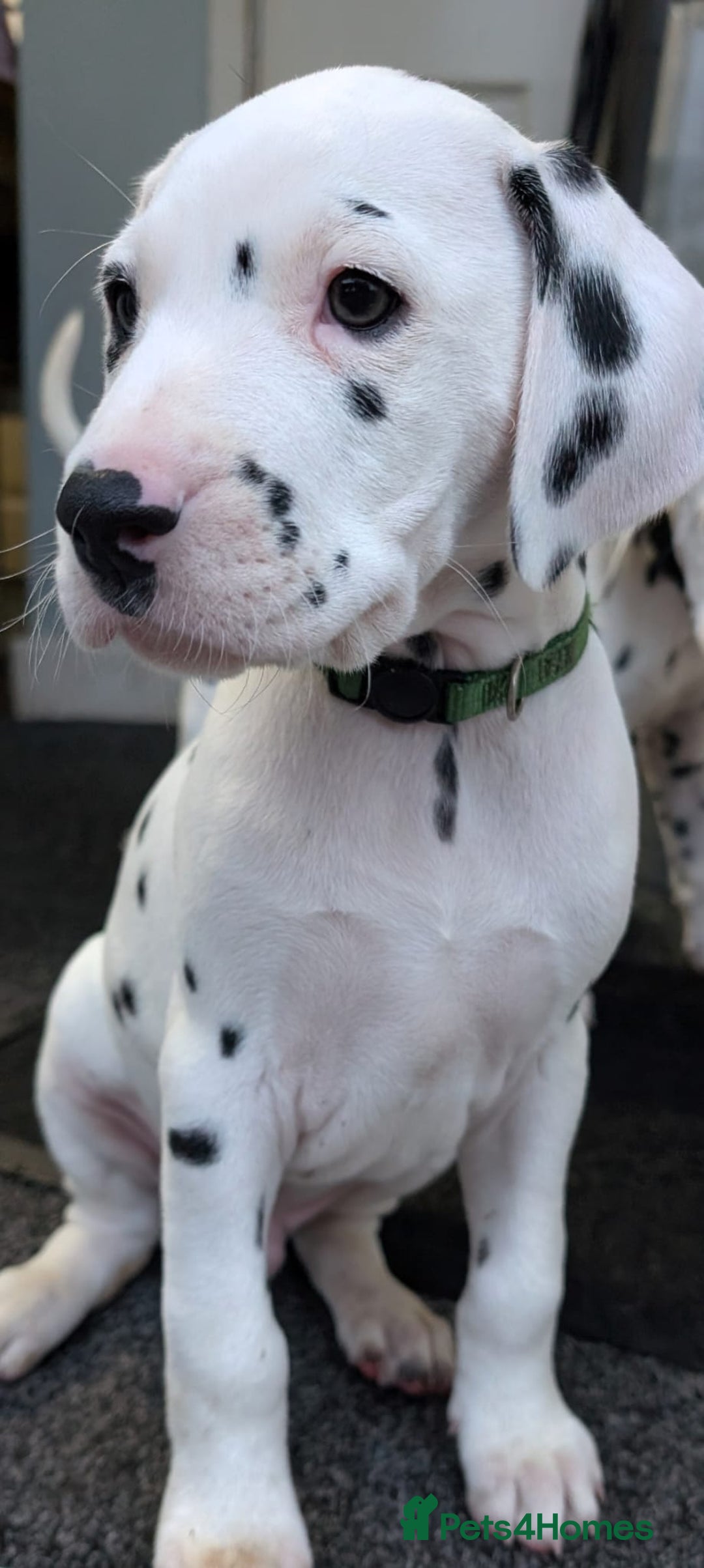 Dalmatian dogs for sale: Dalmatian puppies KC registered last 1 remaining - Advert 11