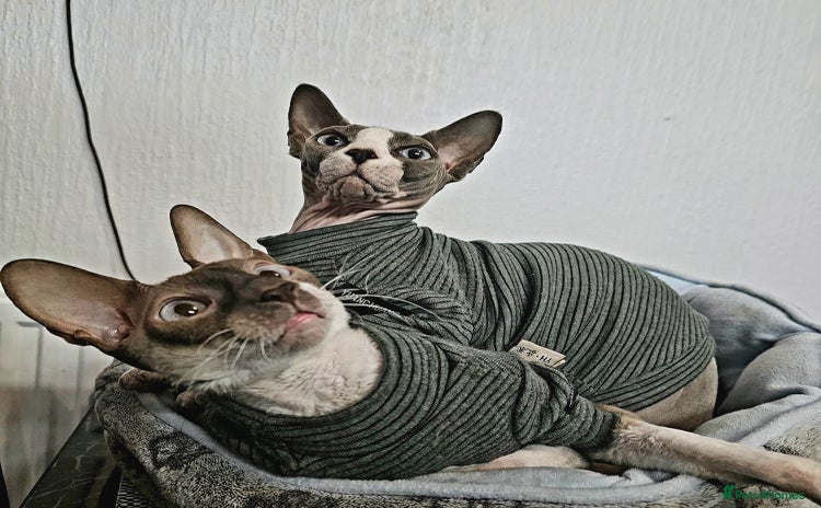 Cornish Rex cats - Advert 2