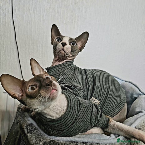 Cornish Rex cats - Advert 2