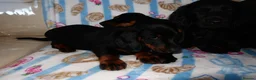Mixed Breed dogs for sale: I have 6 beautiful Docker spaniels for sale - Advert 10