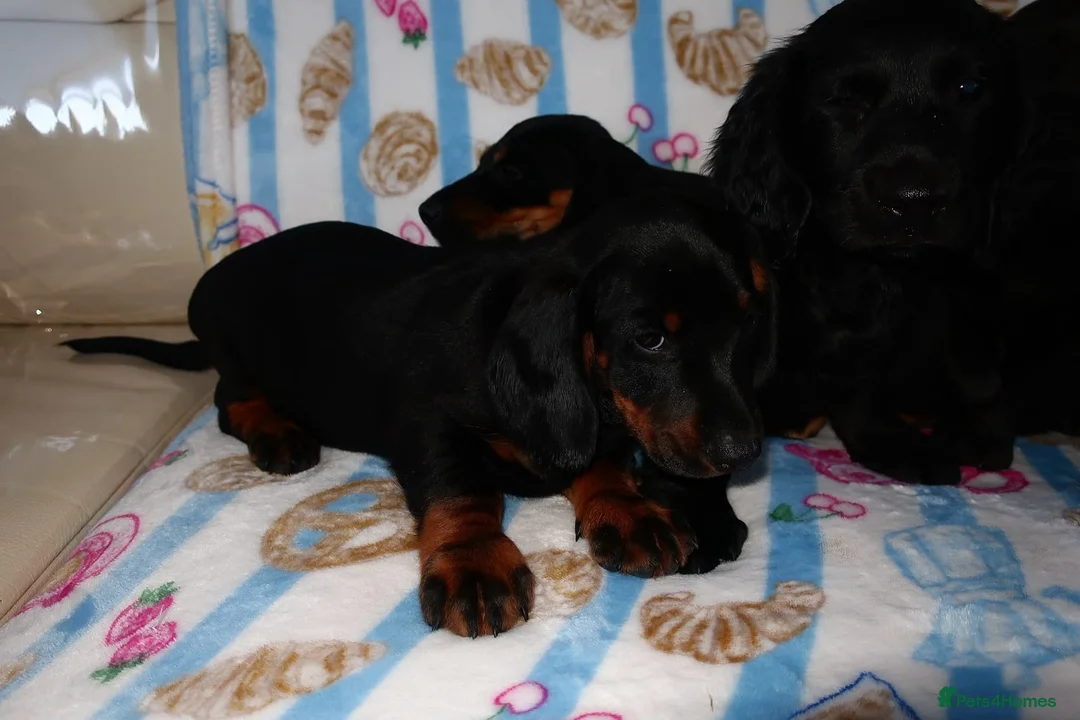 Mixed Breed dogs for sale: I have 6 beautiful Docker spaniels for sale - Advert 10