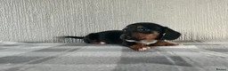 Jackshund dogs for sale: Beautiful jackshund puppies  in Cambridge - Advert 15